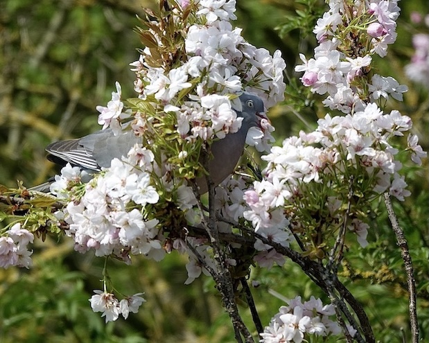 eating blossom eating blossom